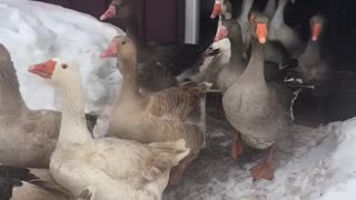 Geese are happy to start their morning.