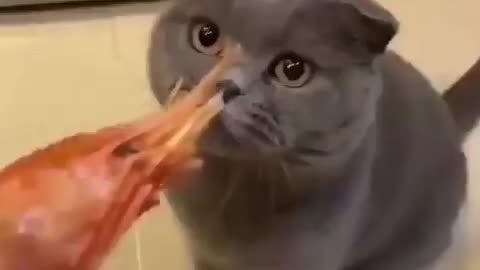 CAT DON'T LIKE THE SMELL OF SHRIMP