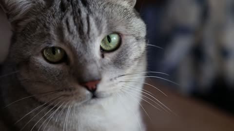 Beautiful Silver Cat Handheld.