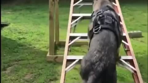 Doge training short video