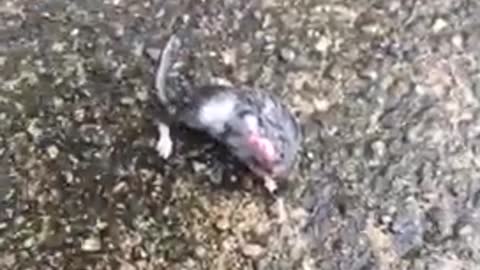 Grey cat kills small grey rodent