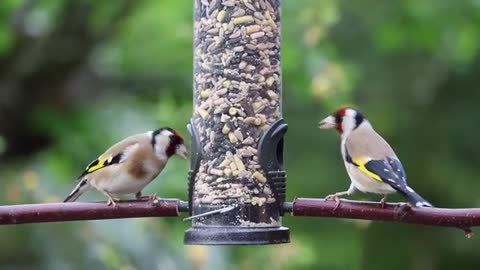 A beautiful goldfinch near his home