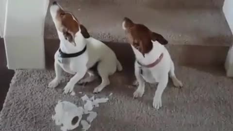 Funny Animal Videos