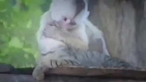 Funny Monkey Forcefully Kisses Adorable Cat