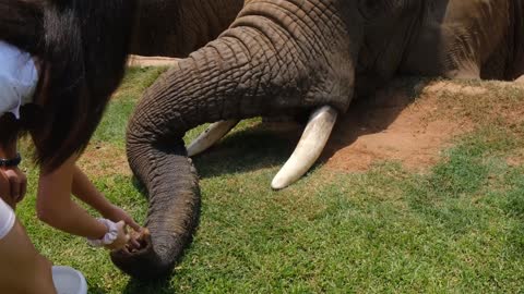 The kids are feeding the elephants