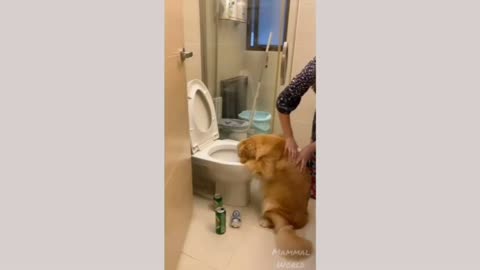 Funny Animals, the dog is bad, poor doggy