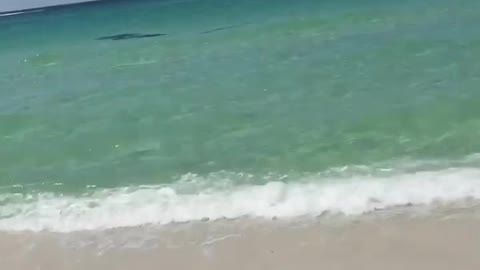 Four Manatee swim by the beach in Destin FL