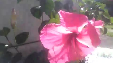 Pink hibiscus flower balances all the time due to a strong wind in its direction [Nature & Animals]