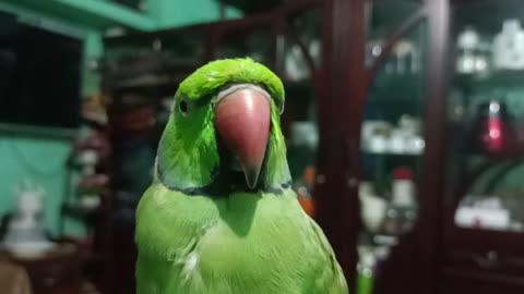 The Talking Parrot-Part 02