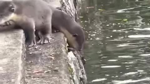 Cute otter babies need a little encouragement