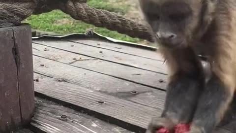 Little monkey eats delicious red dates