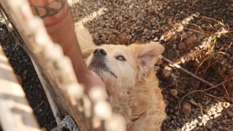 Man stroking a dog in a shelter