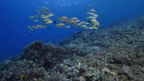 Sardines, which live in packs, are a powerful pack