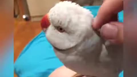 Bird can't stop talking while being pet😜