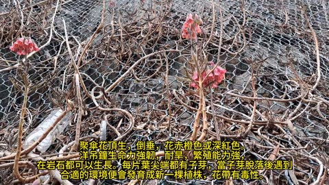 #洋吊鐘 chandelier plant／kalanchoe delagoensis