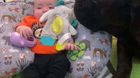 Cane Corso guarding baby