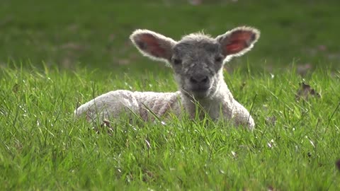 The cutest lamb ever