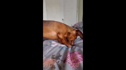 Dachshund puppy's bedtime routine is simply hilarious