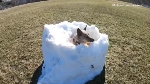 Brown dog in snow in grass field