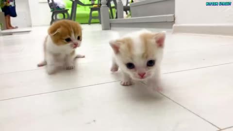 Kitten_Willie_teaches_his_sister_to_run(480p)🤣😂😂🤣😂🤣😂😂😂😂