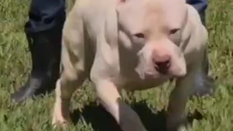 Pitbull Dog Lovers - BEST GUARD DOG