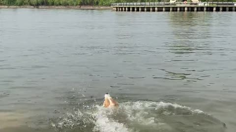 Dogs swim and are easy to control