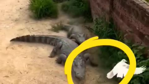 Crocodile 🐊 Attack On Pigeon