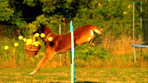 Dog playing ball jumping hoop