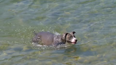 Dog Swimming in Water 🐕 #dogs