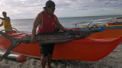 Wicked sailfish