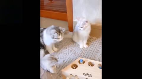 most fuuny video cat vs dog