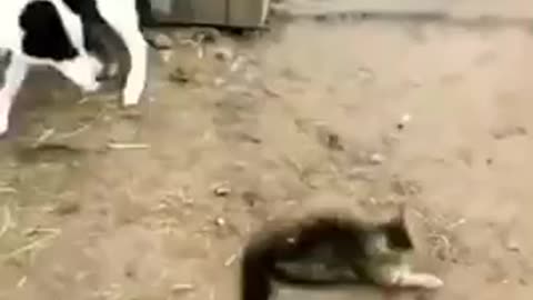 AMEZING DOG AND CAT FUNNY FIGHTING 😅🤣 FUNNY DOG VIDEO 🤣