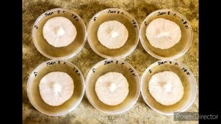 Yoshis comprehensive agar