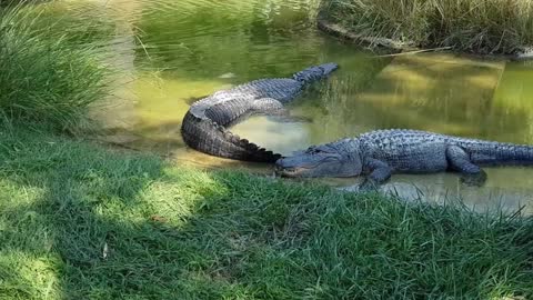 Deadly crocodile attack on wild animals snake monkey wildlife in animal world عالم