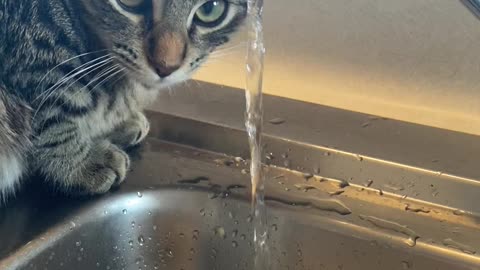 Cat Puts Face Under the Faucet