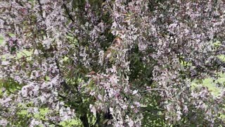 Amazing a bird’s Twitter and amazing flower tree