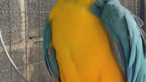 Aparrot eats pepper