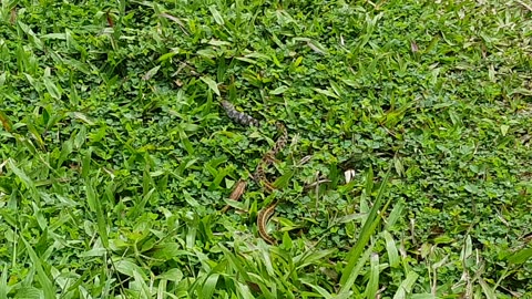 A snake holding a teacher and eat