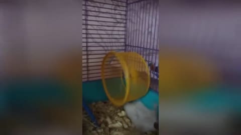 Joke with a hamster