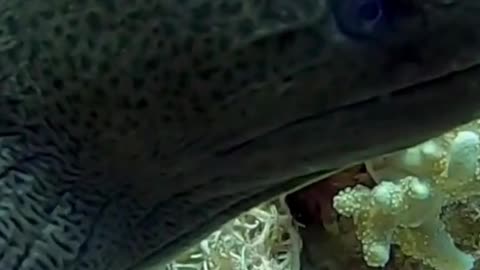 Beautiful Moray Eel Fish