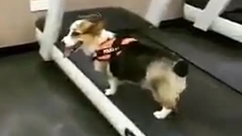 Dogs like exercise