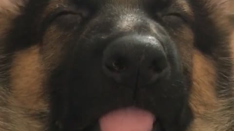 Adorable German Shepherd Puppy Snoozing