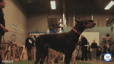 Training dogs to obey and guard