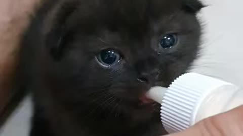 Kitten eating milk