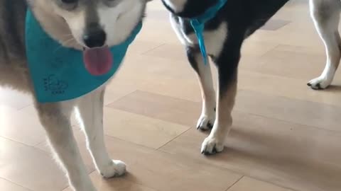 Two medium dogs with blue bandanas one ripped off