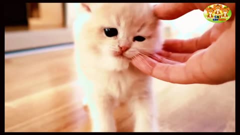 Cute Cats so funny video