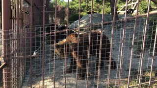 Brown bears 🙂🙂🙂