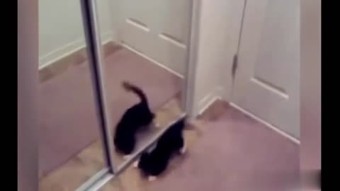 Funny Cats Compilation - 2021