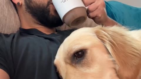 Golden Retriever Interrupts Morning Coffee