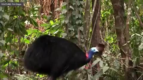 10 of the biggest birds in the world